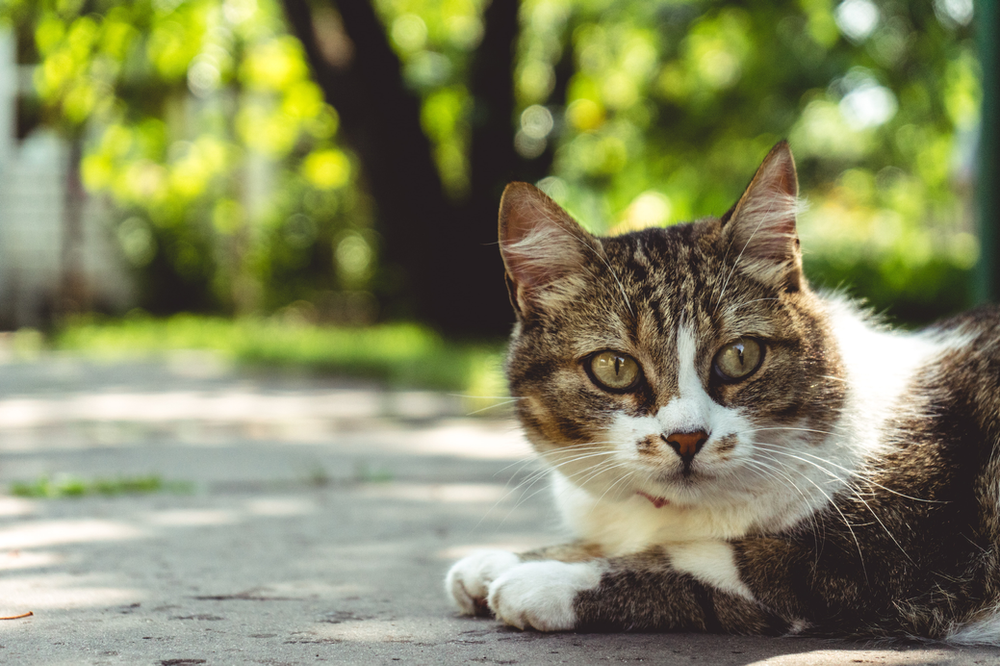 Cats and Warm Weather - Advice from Oxford Cat Clinic