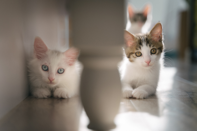 Why we believe in early neutering - Oxford Cat Clinic