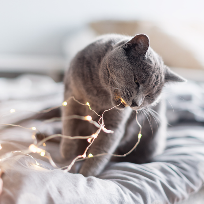 Keep Your Cat Safe This Christmas. Oxford Cat Clinic, Botley & Marston.