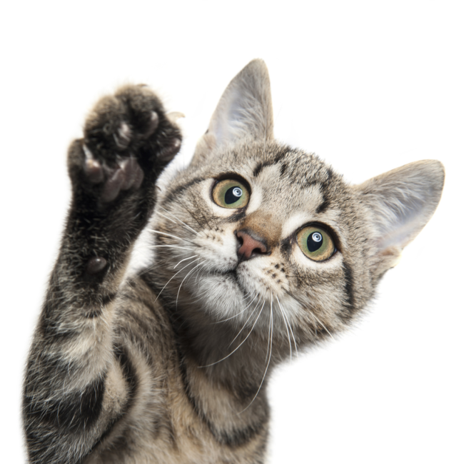 Investigation into a possible link between certain dry diets and Pancytopaenia in 200 cats. Oxford Cat Clinic