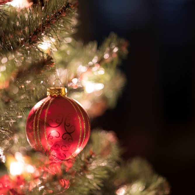 Keep Your Cat Safe This Christmas. Oxford Cat Clinic, Botley & Marston.