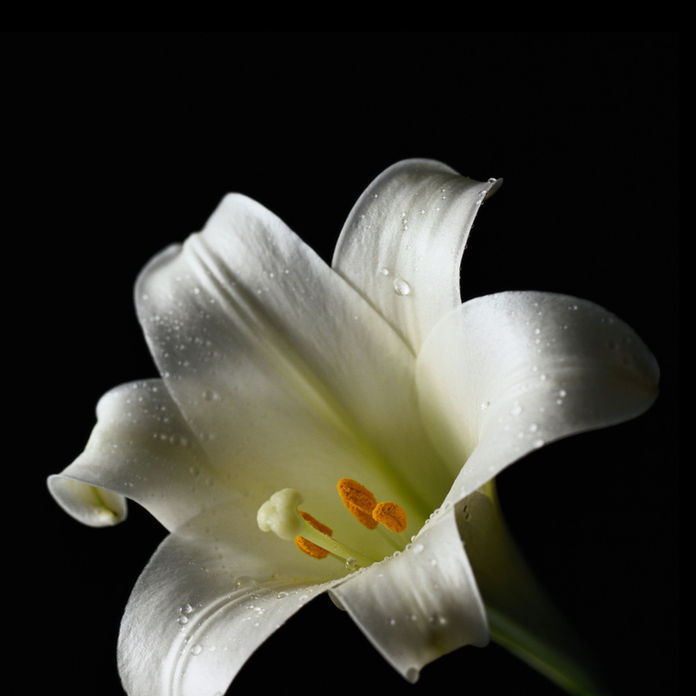 Keeping Your Cats Safe From Lily Poisoning - Oxford Cat Clinic