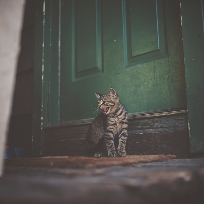 Cats and Fireworks at Oxford Cat Clinic, Botley & Marston.