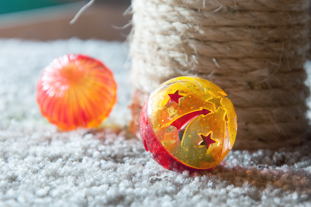 Is Cream Good for Cats? Oxford Cat Clinic, Botley & Marston.