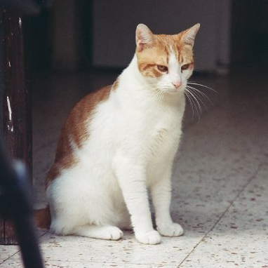 Chronic Kidney Disease in Cats.Oxford Cat Clinic, Botley & Marston.