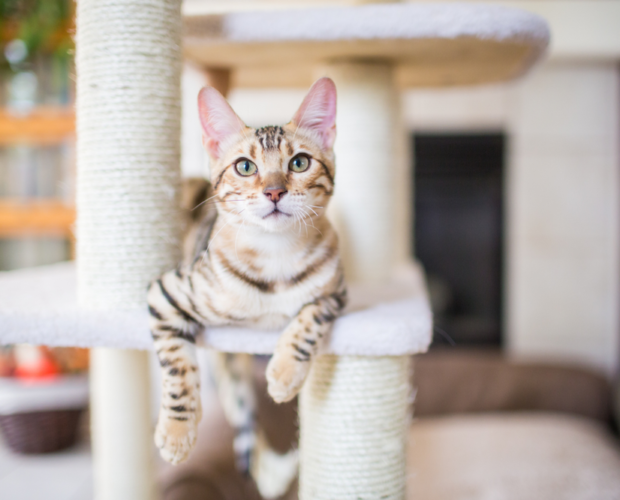 Thinking Outside the Litter Box. Oxford Cat Clinic, Botley & Marston.
