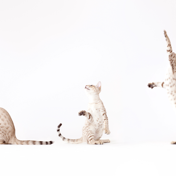 Thinking Outside the Litter Box. Oxford Cat Clinic, Botley & Marston.