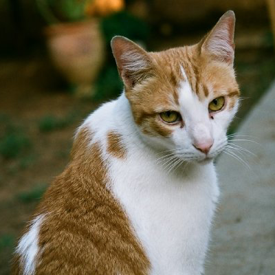 Common Poisonings in Cats. Oxford Cat Clinic, Botley & Marston.