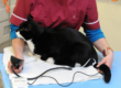 High Blood Pressure in Cats. Oxford Cat Clinic - Botley and Marston