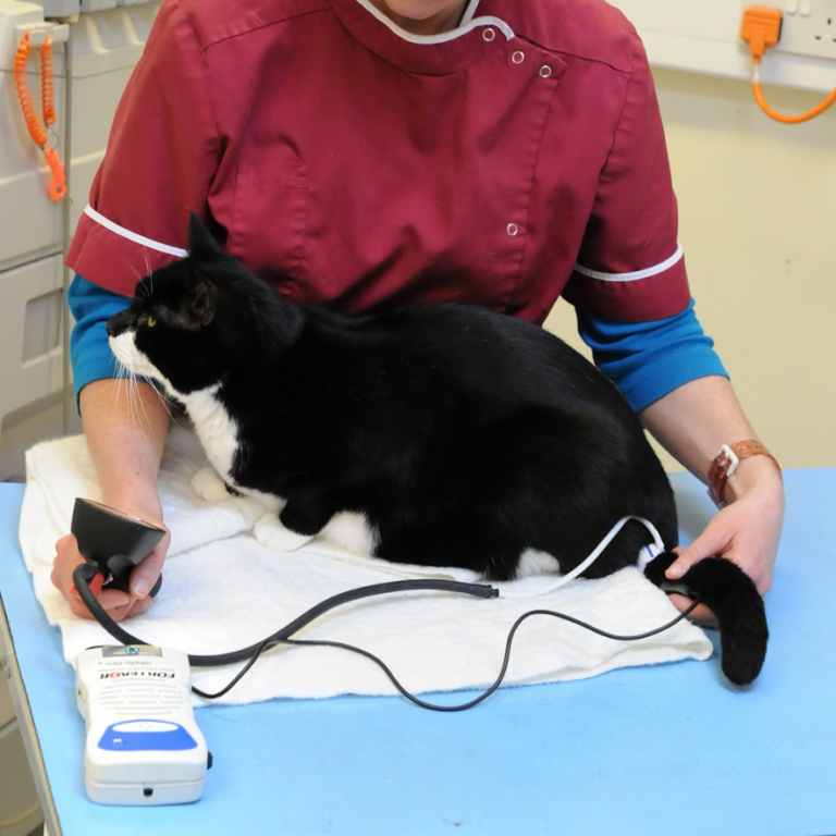 High Blood Pressure in Cats. Oxford Cat Clinic - Botley and Marston