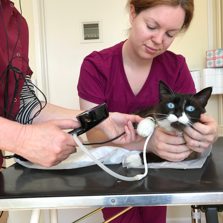High Blood Pressure In Cats High Blood Pressure In Cats. Oxford Cat Clinic in Botley and Marston