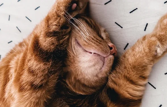 Cat Life Stages - How to look after your Junior Cat. Oxford Cat Clinic.