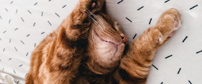 Cat Life Stages - How to look after your Junior Cat. Oxford Cat Clinic.