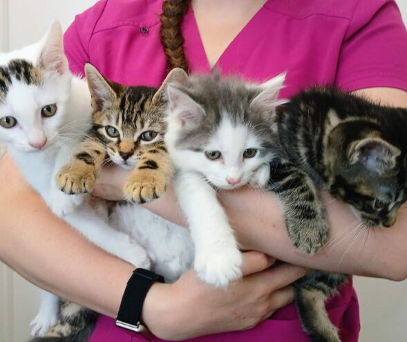 Oxford cat clinic - cat protection kittens Oxford cat clinic - cat protection kittens