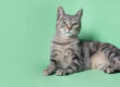 Cat Life Stages - How to look after your Adult Cat. Oxford Cat Clinic.