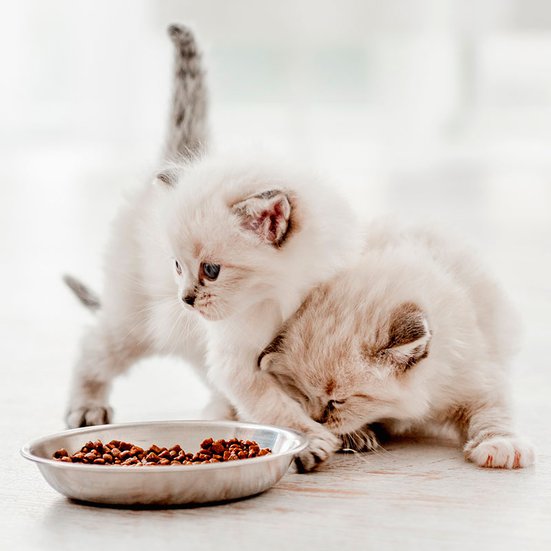 Caring For Your New Kitten - Feeding Caring For Your New Kitten - Feeding. Oxford Cat Clinic - Cat Only Vets in Botley & Marston.