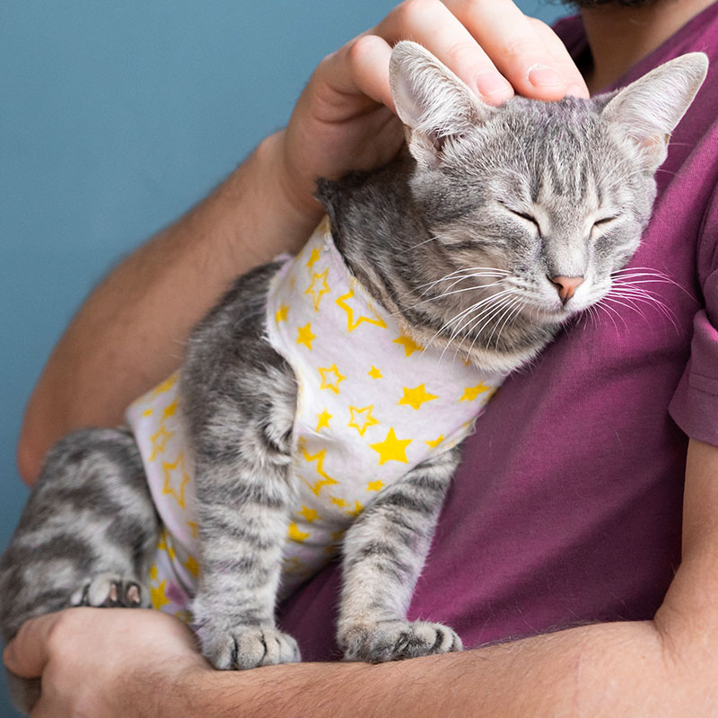 Neutering cats. Oxford Cat Clinic - Cat Only Vets in Botley & Marston.