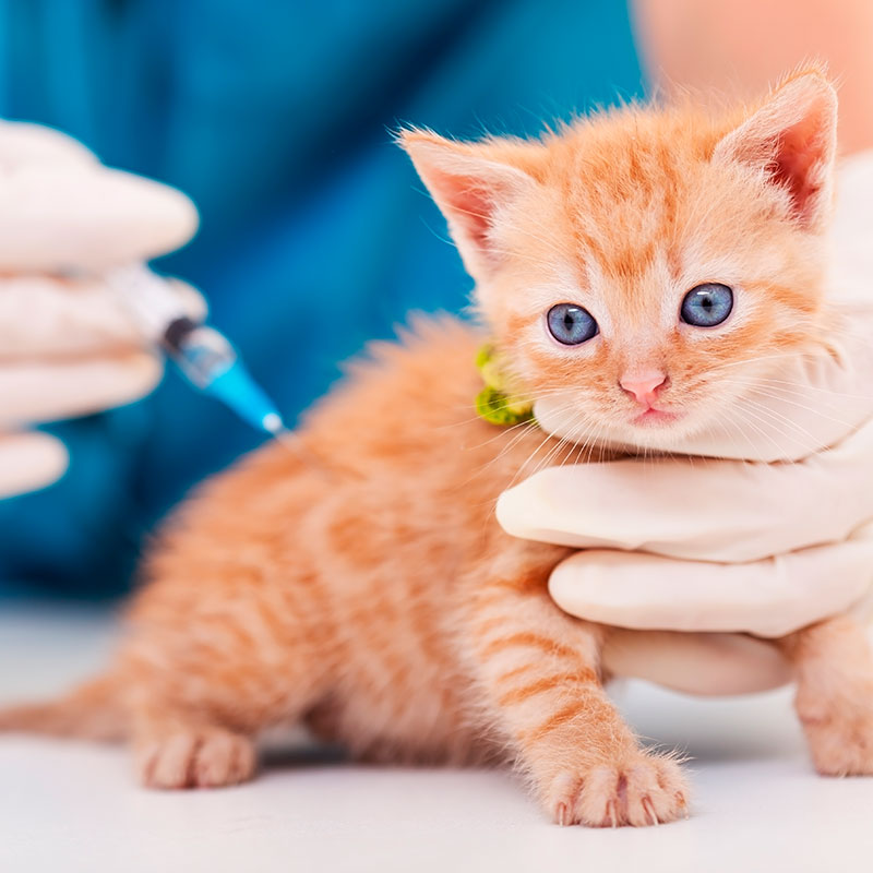 Caring For Your New Kitten - Vaccination Caring For Your New Kitten - Vaccination. Oxford Cat Clinic - Cat Only Vets in Botley & Marston.