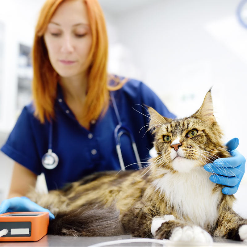 Cat blood pressure checks Blood pressure checks for Senior Cats. Oxford Cat Clinic - Cat Only Vets in Botley & Marston.