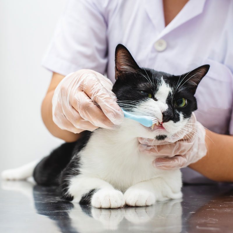 Cat dental care mature Cat Dental Care. Oxford Cat Clinic - Cat Only Vets in Botley & Marston.