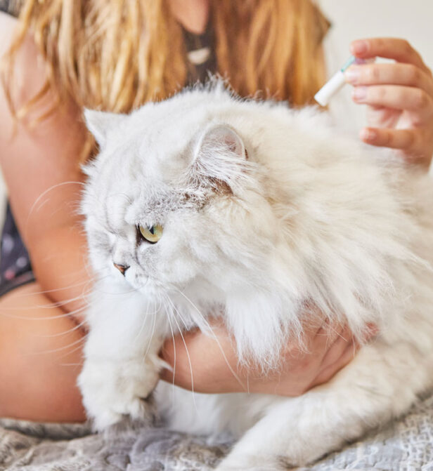 adult cat flea treatment Cat worm and flea treatment. Oxford Cat Clinic - Cat Only Vets in Botley & Marston.