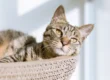 Cat Life Stages - How to look after your Mature Cat. Oxford Cat Clinic.