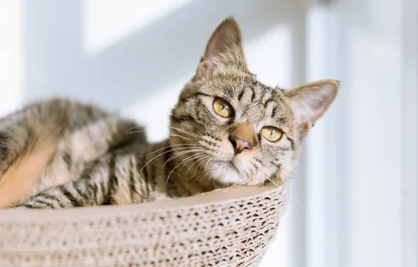 Cat Life Stages - How to look after your Mature Cat. Oxford Cat Clinic.