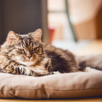 Senior Cats. Oxford Cat Clinic, Botley & Marston.