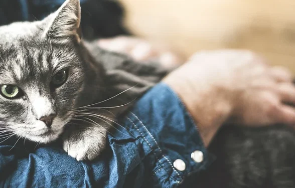 Senior Cat Life Stages - How to look after your Senior Cat. Oxford Cat Clinic.