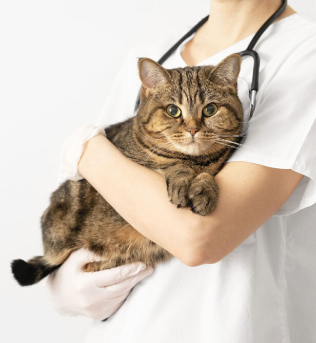 The Cat's Whiskers Health Plan. Senior cat vaccinations. Oxford Cat Clinic - Cat-only vets in Botley and Marston.