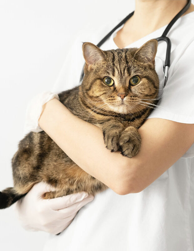 vaccinations 1 The Cat's Whiskers Health Plan. Senior cat vaccinations. Oxford Cat Clinic - Cat-only vets in Botley and Marston.