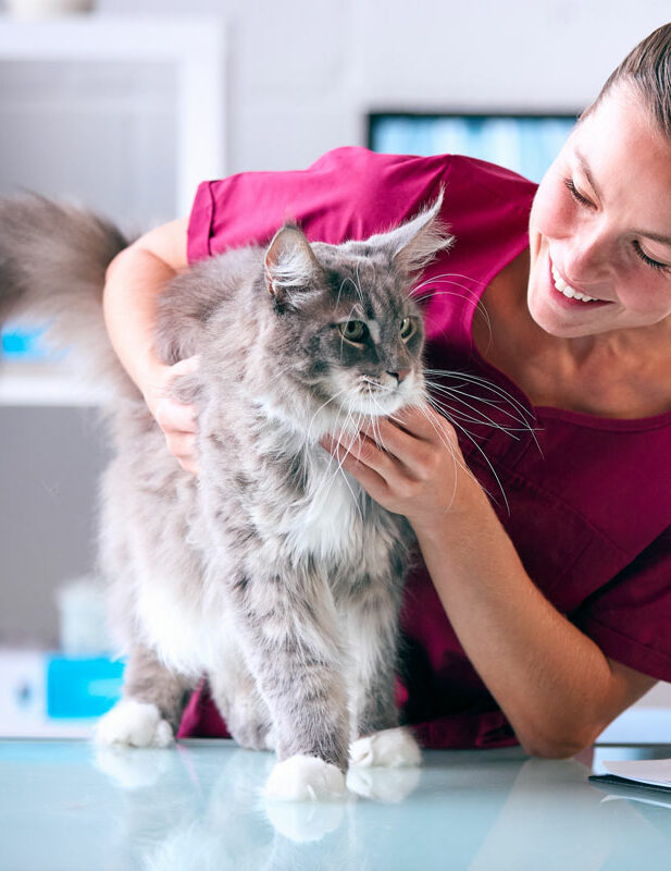 vaccinations 2 adult cat vaccinations. Oxford Cat Clinic