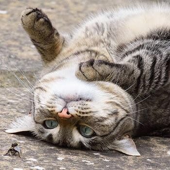 Newly Adopted Cat. Oxford Cat Clinic, Botley & Marston.