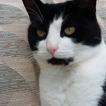 Cats Passing On. Oxford Cat Clinic, Botley & Marston.