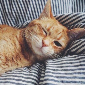 Cat Kidney Disease. Oxford Cat Clinic, Botley & Marston.