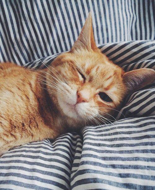 Cat Kidney Disease. Oxford Cat Clinic, Botley & Marston.