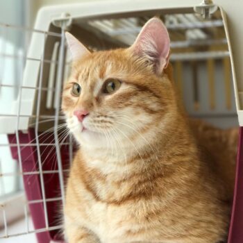 Communication. Oxford Cat Clinic, Botley & Marston.