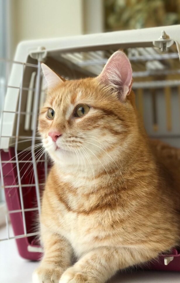 Communication. Communication. Oxford Cat Clinic, Botley & Marston.