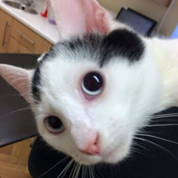 Cat Focused Vets. Oxford Cat Clinic, Botley & Marston.