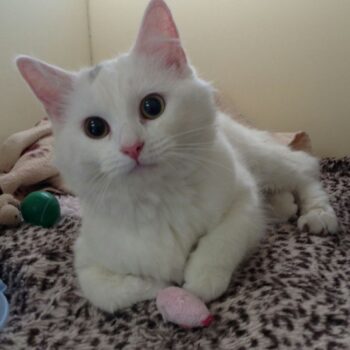 Cat Kidney Disease. Oxford Cat Clinic, Botley & Marston.