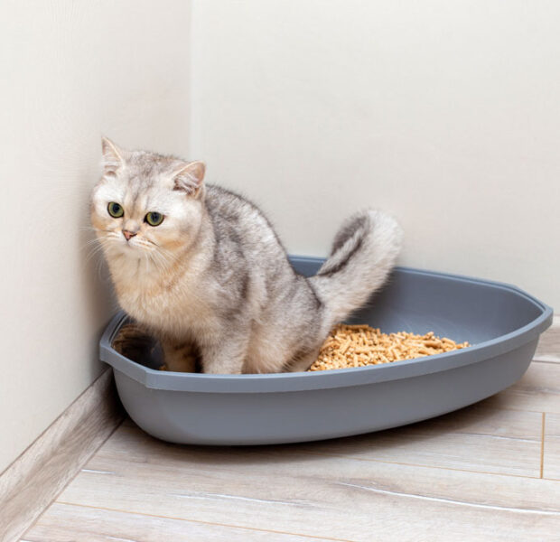 Urinary Wellness Clinic for Cats. Oxford Cat Clinic.