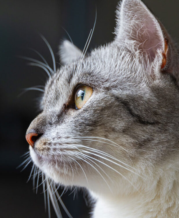 The Cat's Whiskers Health Plan. Oxford Cat Clinic. Cat-only Vets in Oxford - Botley & Marston Clinics