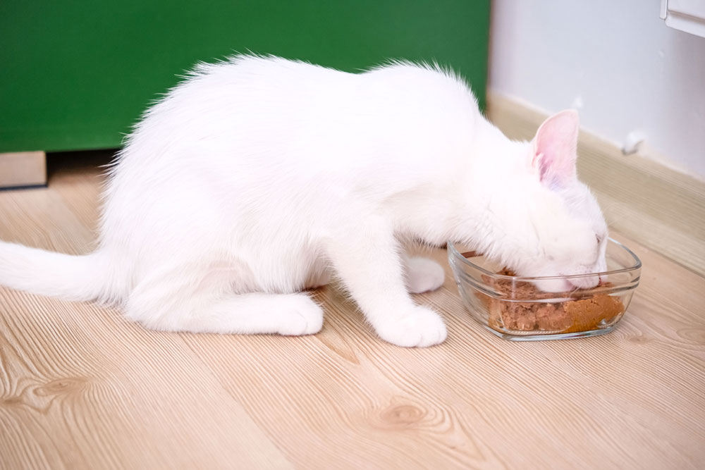 Diabetest Clinic 1st photo Diabetes Clinics for Cats. Oxford Cat Clinic