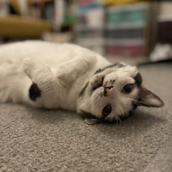 Owner Care. Oxford Cat Clinic, Botley & Marston.