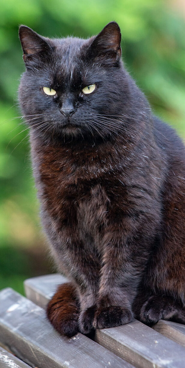 Senior Cats - The Cat's Whiskers Health Plan from Oxford Cat Clinic - Cat-only vets in Botley & Marston