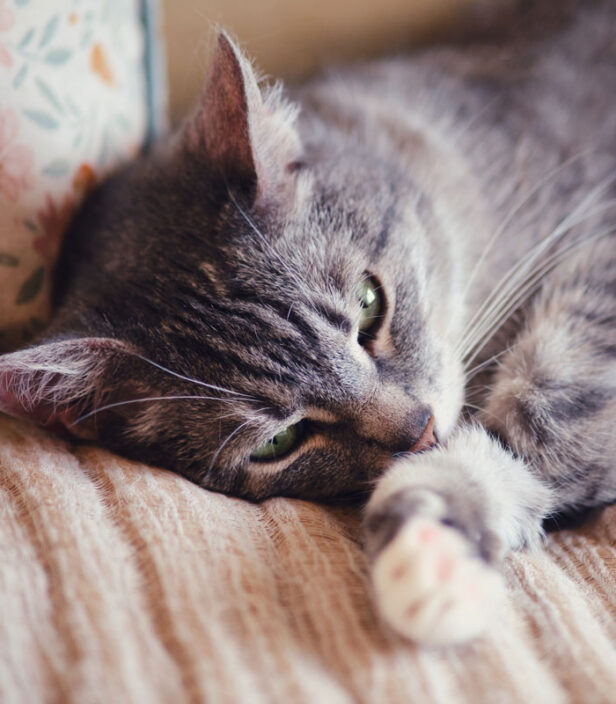 Silver Tails Cat Clinic. Oxford Cat Clinic.