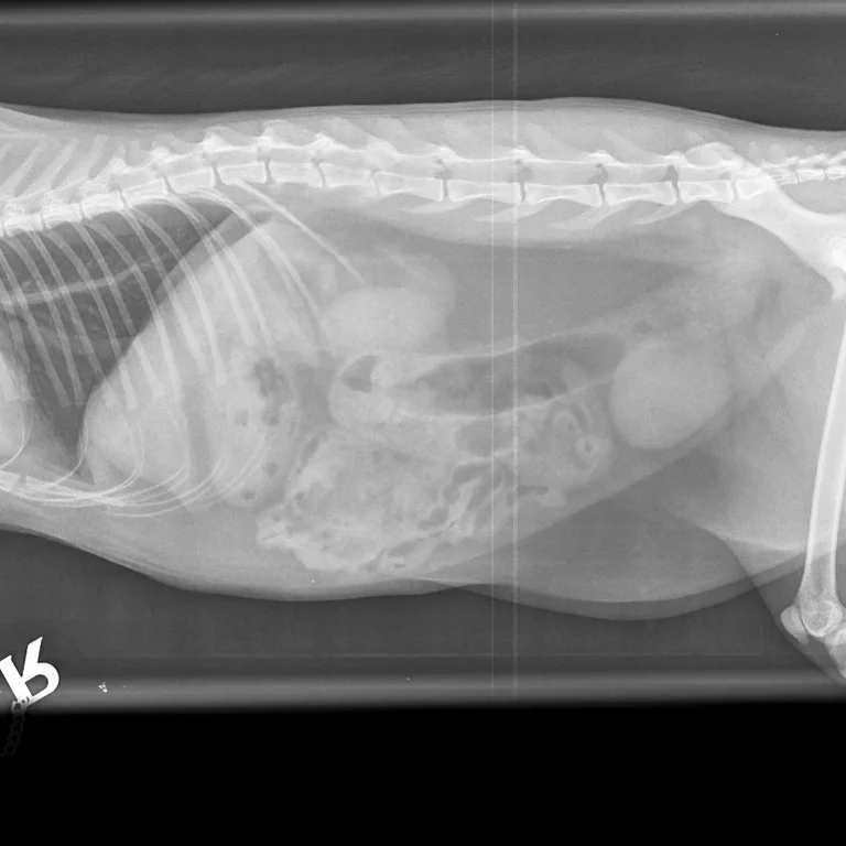 Digital X-Ray. Oxford Cat Clinic. Cat-only Vets in Oxford - Botley & Marston Clinics