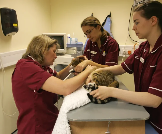 Ultrasound. Oxford Cat Clinic. Cat-only Vets in Oxford - Botley & Marston Clinics