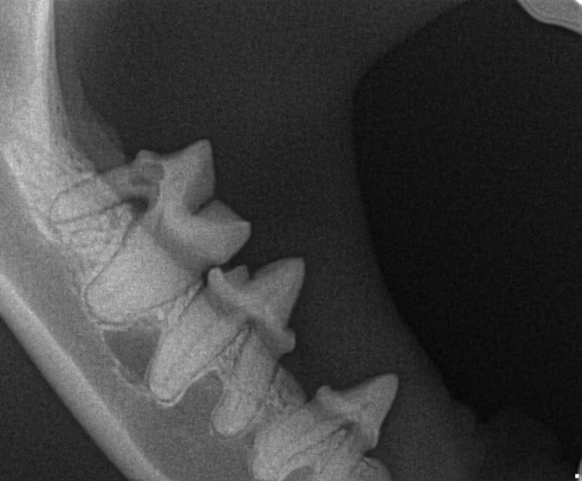 Digital Dental X-Ray for Cats. Oxford Cat Clinic. Cat-only Vets in Oxford - Botley & Marston Clinics