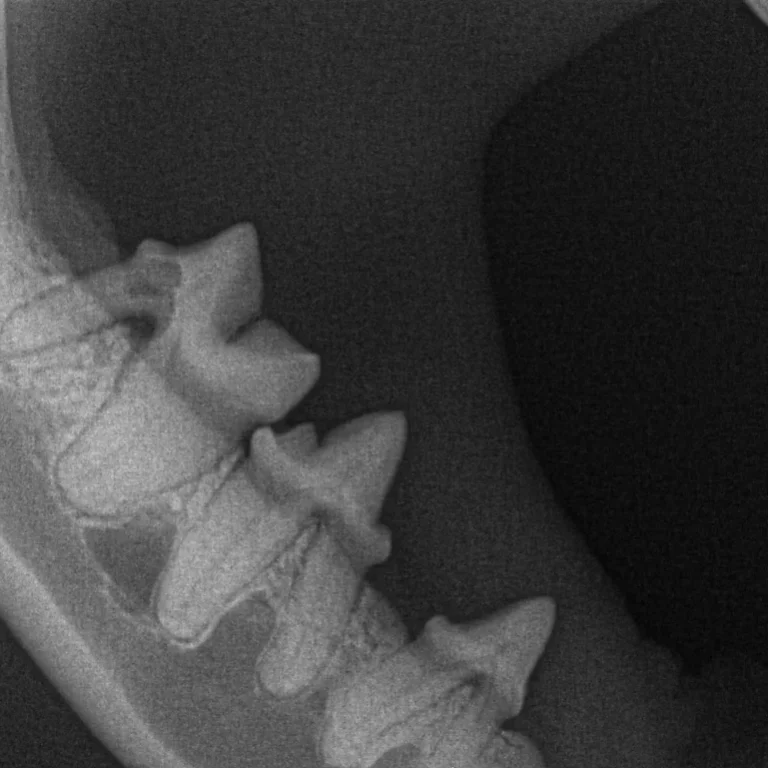 Digital Dental X-Ray for Cats Digital Dental X-Ray for Cats. Oxford Cat Clinic. Cat-only Vets in Oxford - Botley & Marston Clinics